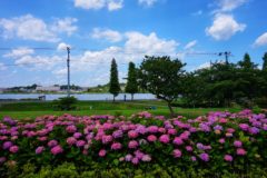 青空と紫陽花